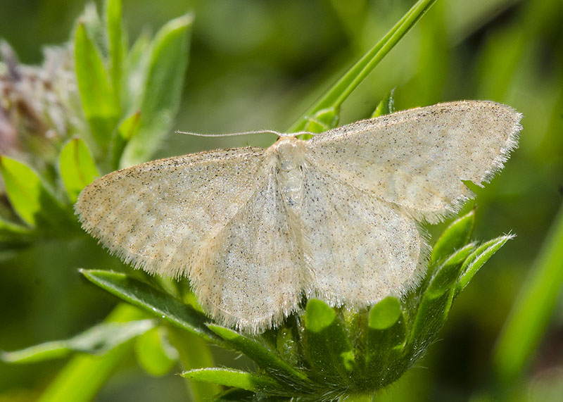 Geometridae - Idaea pallidata ? S